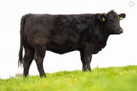 Millbrae Black Caoimhe X891, bred by Fr Sean Moore, Derrynoose, County Armagh