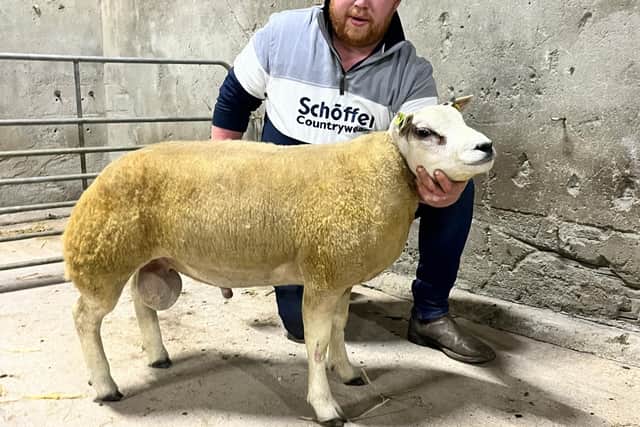 Joint top price lamb ram, Lot 31, who sold to Gareth Galbraith for 350gns.Pic: Beltex Society