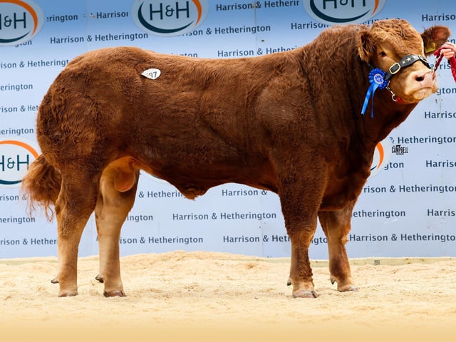 Maraiscote Aleppo 16,000gns