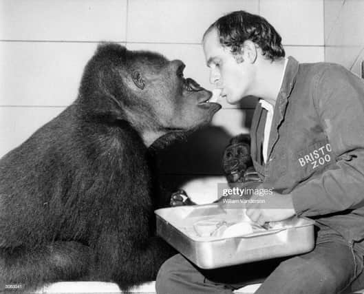 6th November 1972:  Michael Colbourne, Head Keeper of the Ape House at Bristol Zoo feeding 'Delilah' the gorilla, while the baby gorilla 'Daniel' looks on.  (Photo by William Vanderson/Fox Photos/Getty Images)