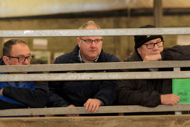 Keeping and eye on the Aberdeen Angus judging at the Native Breeds show and sale, Dungannon. Picture: Julie Hazelton