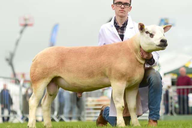 First prize shearling ram