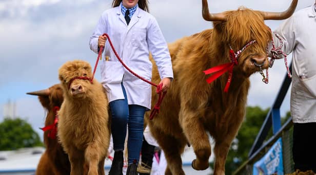 Highland cattle in the ring at the Royal Highland Show. Image: Ian Georgeson Photography