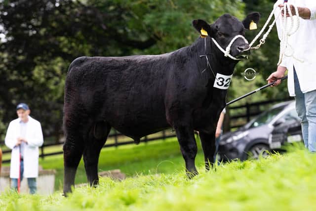First prize November 2022 bull Ard Dubh Premier from Mena McCloskey, Dungiven. Picture: David Porter/Mullagh Photography