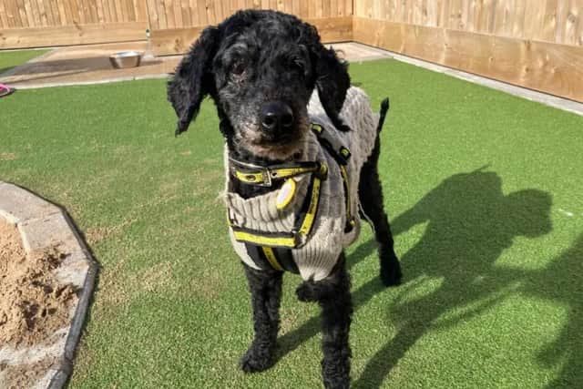 Lottie is a very sweet miniature poodle who, at 15 years old, has found herself looking for a retirement home.(Pic: Dogs Trust)