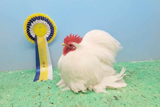 Best Juvenille was a white Pekin exhibited by Alannah Adams. (Pic: Joshua Kittle)
