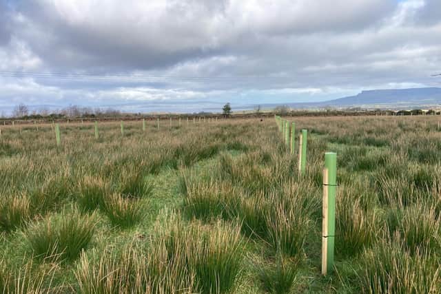 The use of agroforestry at Jonny Blair's farm in County Derry. Picture: Jonny Blair