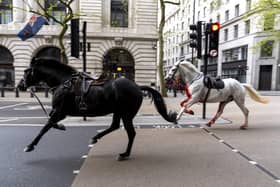 Two horses on the loose bolt through the streets of London near Aldwych. (Photo: Jordan Pettitt/PA Wire)