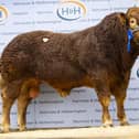 Top priced Cowin Tequin - 38,000gns