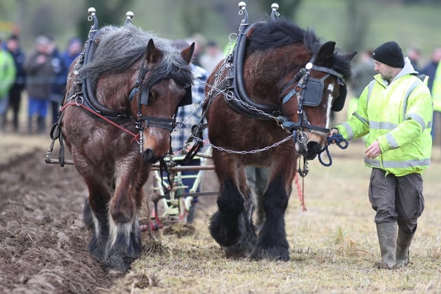 Head start at the Mullahead Ploughing match. Picture: Steven McAuley/Kevin McAuley Photography Multimedia