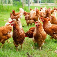 Avian Influenza – Staying Vigilant