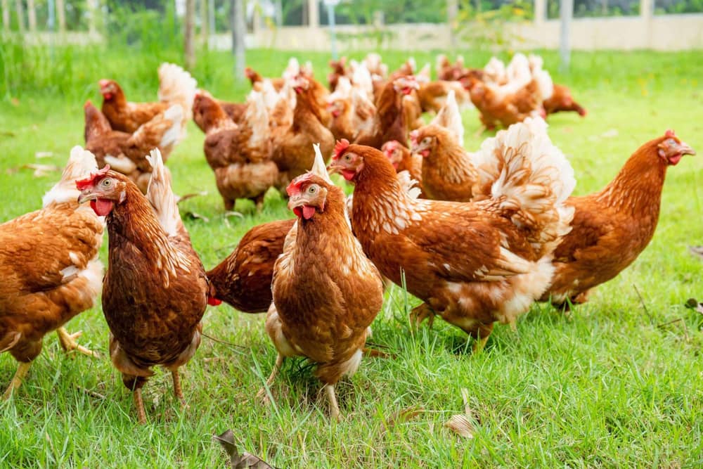 Avian influenza (AI) remains one of the most significant disease threats facing our poultry industry.