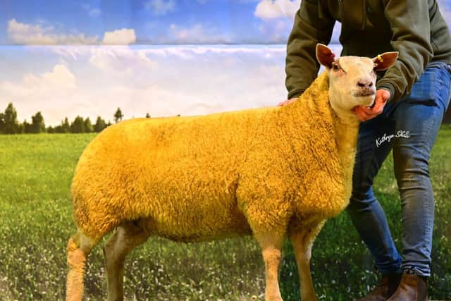Selling for 1500gns was a shearling ewe from the Rockvilla flock of Mr and Mrs D Mawhinney. This one sold to Wesley Cousins, Omagh.