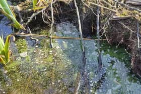 Lough Neagh algae