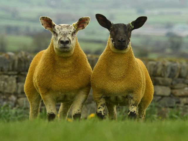 14 top class hybrids are catalogued from Jack Smyth Bessiebell flock.