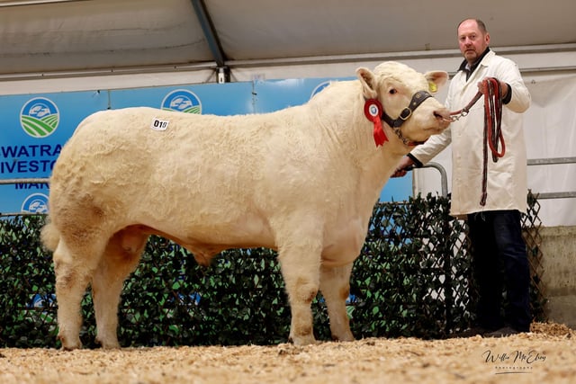 Lot 18 -  Res Int Champ 9000gns Drumacritten Toby. Pic: Wm McElroy