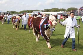 Saturday's Cattle Parade is a firm crowd favourite.