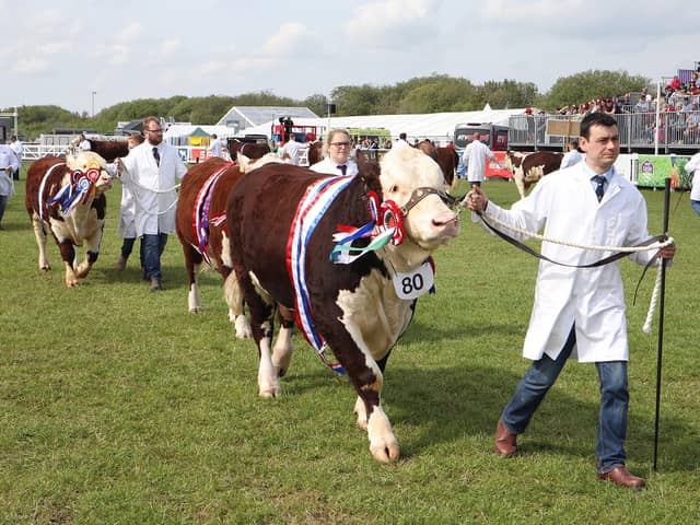Saturday's Cattle Parade is a firm crowd favourite.