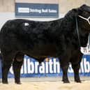 The Doyle family’s Drumhill Eco Y796 sold for 8,500gns. Picture: MacGregor Photography