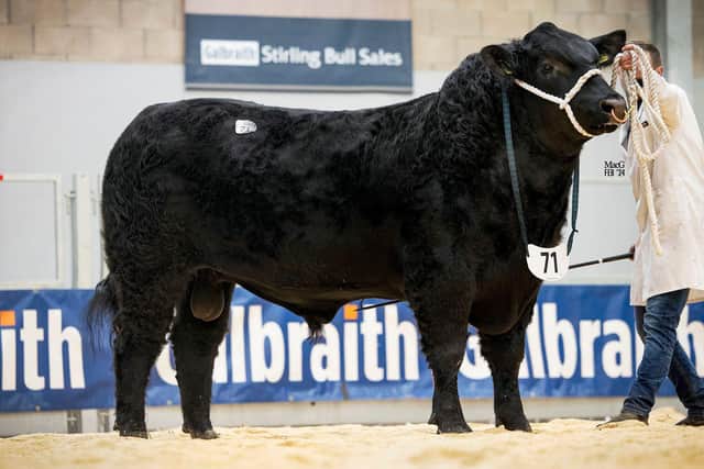 The Doyle family’s Drumhill Eco Y796 sold for 8,500gns. Picture: MacGregor Photography