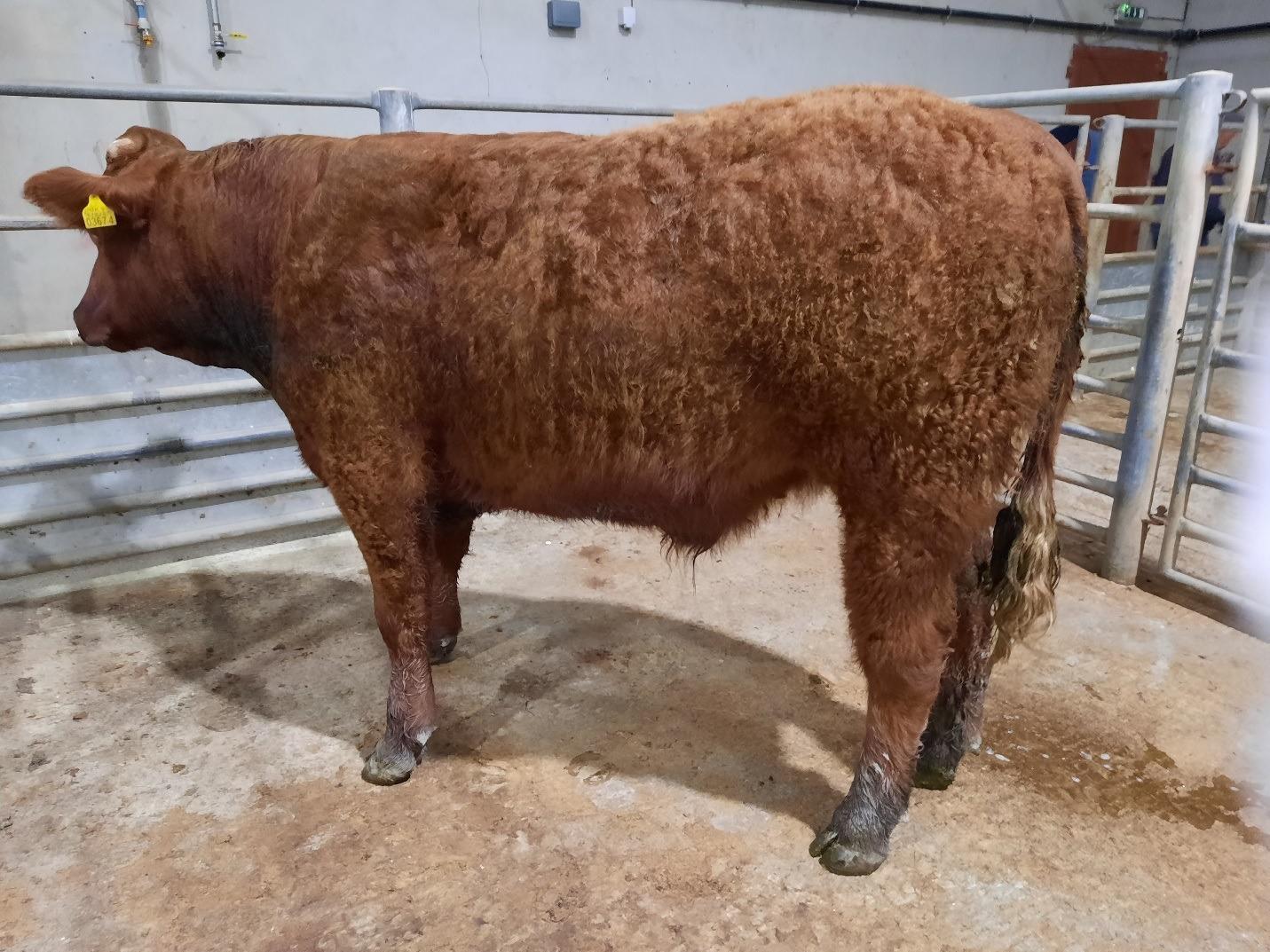 Marts: Good prices remain at Downpatrick Mart, bullocks selling to £1740 for 640kg - Vimarsana News