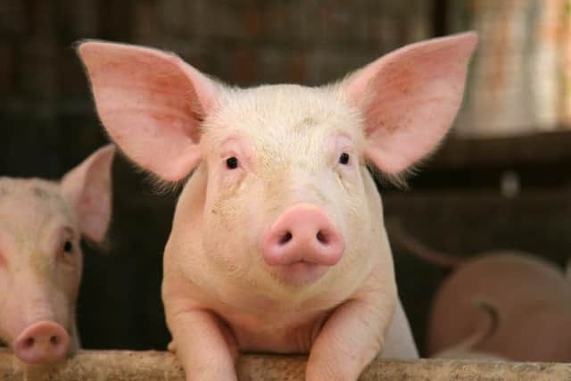 Efficiency levels within the pig sector have increased significantly over recent years