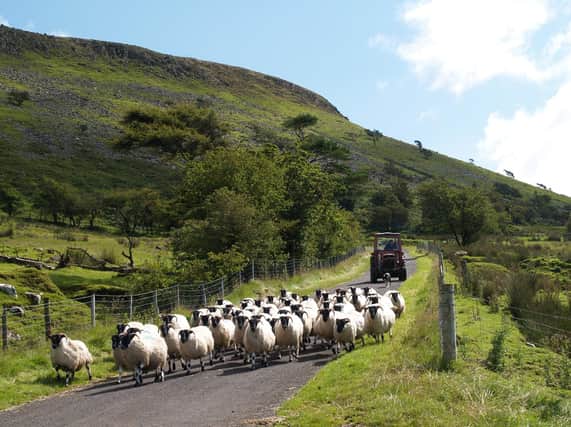 The Teagasc National Hill Sheep Conference will take place this coming Thursday, 15 February at 7pm in the Glendalough Hotel, Brockagh, Glendalough, Co Wicklow. Picture: Submitted