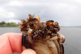 Quagga mussel. Picture by kind permission of Jan-Robert Baars