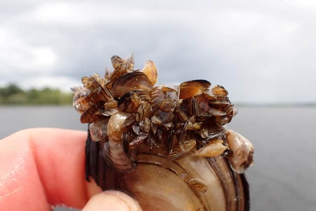 Quagga mussel. Picture by kind permission of Jan-Robert Baars