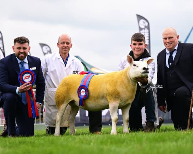 Reserve female and reserve overall champion, the second prize gimmer from Sam McNeilly, XST2300981.