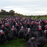 Give Halloween pumpkins a second life at local turkey farm