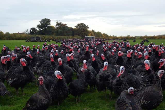 From 1st - 7th November, Pumpkin Feast Day will see participating turkey farms welcome Halloween pumpkins, giving them a new purpose rather than letting them go to waste. Farmers up and down the country are getting involved, with local farms in Essex, Devon, Kent, Warwickshire, Cornwall, and Bedfordshire inviting visitors to bring their squashes down.