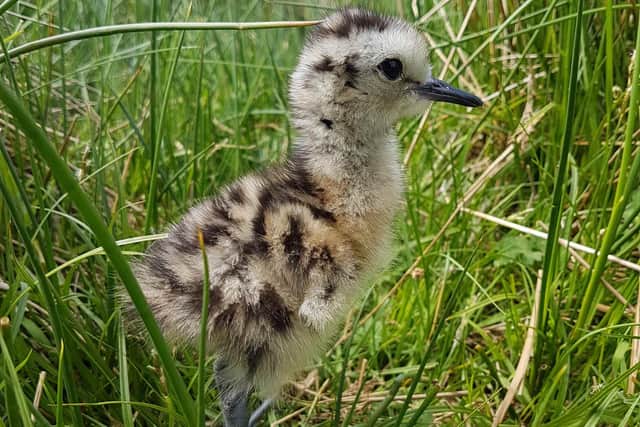 Curlew chicks are vulnerable to predation. c. GWCT