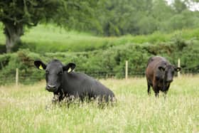 The UFU is urging livestock producers to prepare for lungworm vaccine withdrawal. Picture: Cliff Donaldson