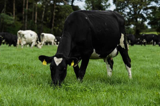 The UK Department of the Environment, Food and Rural Affairs (DEFRA) has awarded £3.3 million in funding to a major on-farm trial and research project that seeks to eliminate the dependence of UK grassland farming on applied nitrogen fertilisers. Picture: Submitted
