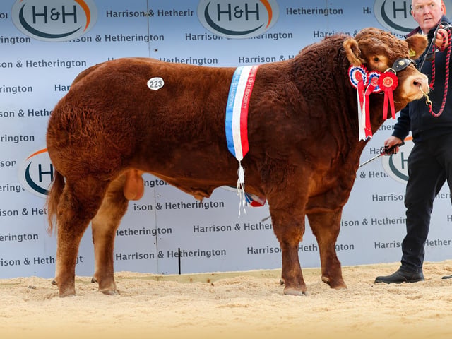 Seisiog Ace 10,000gns