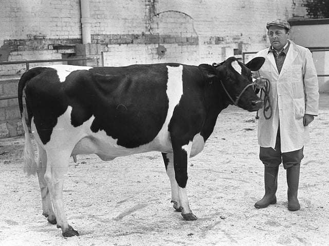 Channon Heenan of Barbican Farms in Newcastle, Co Down, with the Friesian reserve champion heifer at the show and sale at Banbridge in September 1981. Picture: Farming Life/News Letter archives
