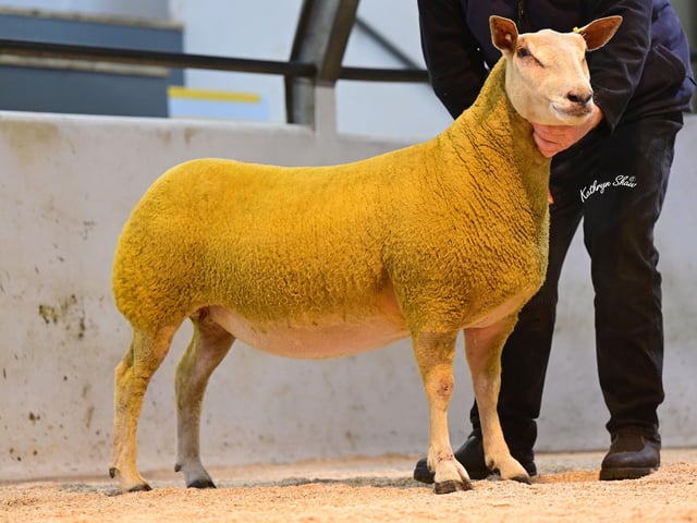 Lot 26 Selling for 1,800gns to Josh Hamilton
