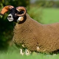 Lanark ram lambs take the top prices at Ballymena