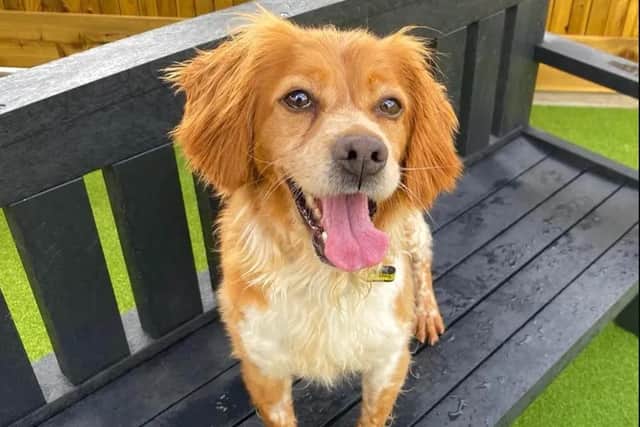 Berry is a gorgeous four-year-old Brittany Spaniel looking for her new start in life. Image: Dogs Trust
