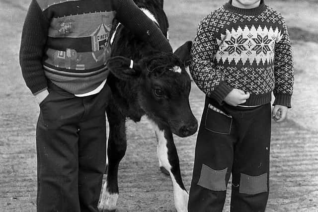 Budding young stockmen pictured in December 1982, they are four-year-old David Minford and three-year-old brother, James. They are seen with one of the baby calves on their father’s farm at Nutt’s Corner, Crumlin, Co Antrim. Picture: Farming Life/News Letter archives