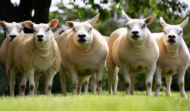 A batch of sheep from the flock