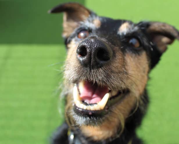 Happy Max pictured at Dogs Trust Ballymena. (Pic: Dogs Trust)