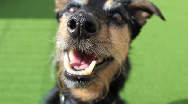 Happy Max pictured at Dogs Trust Ballymena. (Pic: Dogs Trust)
