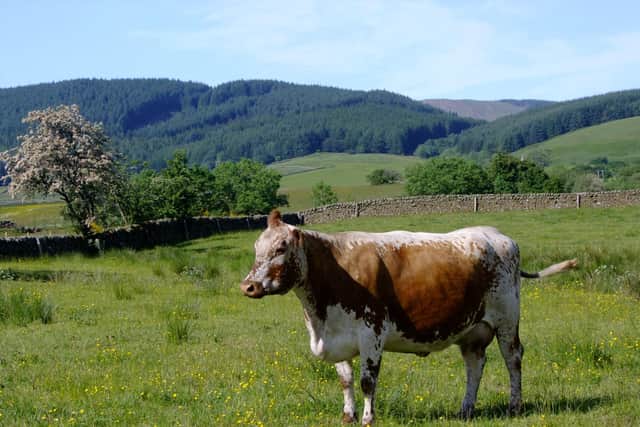 A rare Irish Moiled cow.
