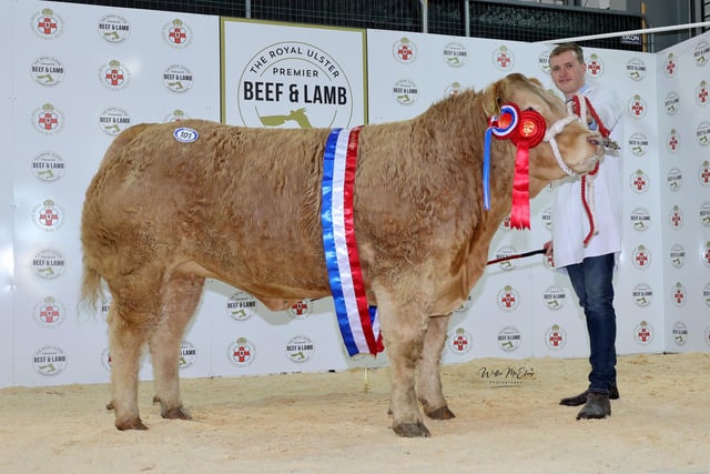 The Champion Charolais and recipient of the Charolais cup at the fifth Royal Ulster Beef & Lamb Championships was awarded to James Alexander from Randalstown.  Pictured, Sam Matchett.