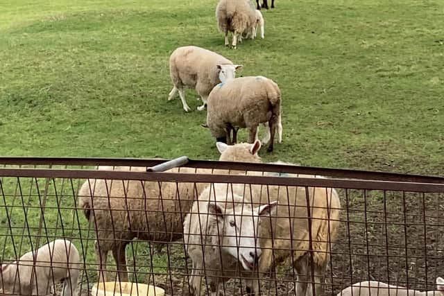Sheep at the County Down farm.