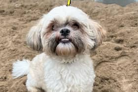 Vinnie is a fantastic and friendly five-year-old Shih Tzu with so much love to give his special someone. (Image: Dogs Trust)