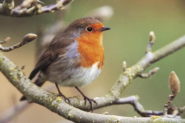 Robin Erithacus rubecula, on magnolia tree. Image: Andy Hay (rspb-images.com)