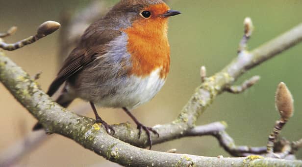 Robin Erithacus rubecula, on magnolia tree. Image: Andy Hay (rspb-images.com)